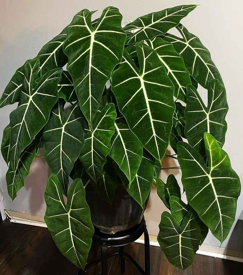 Alocasia Green Velvet Use in Chinese Medicine  